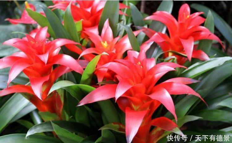 养护|最适合春天养护的三种花，比牡丹好看，比吊兰好养