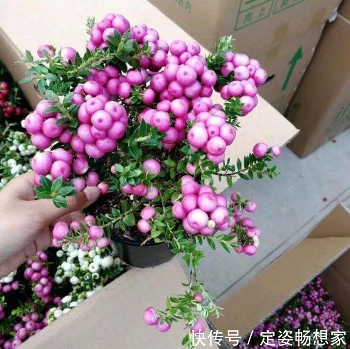 植物最好看的就是果实,家里种上一盆,不仅好看而且好吃!