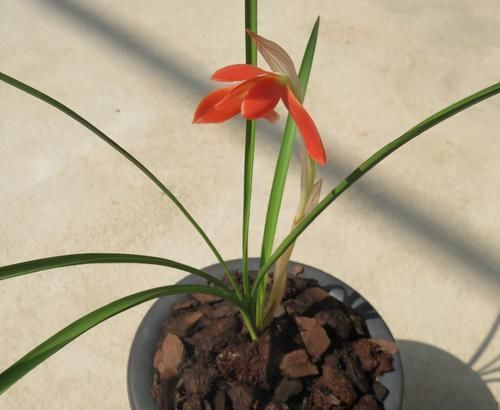  豆瓣|浓香名贵豆瓣兰，花色艳丽，花型饱满，实属难得一见的好花