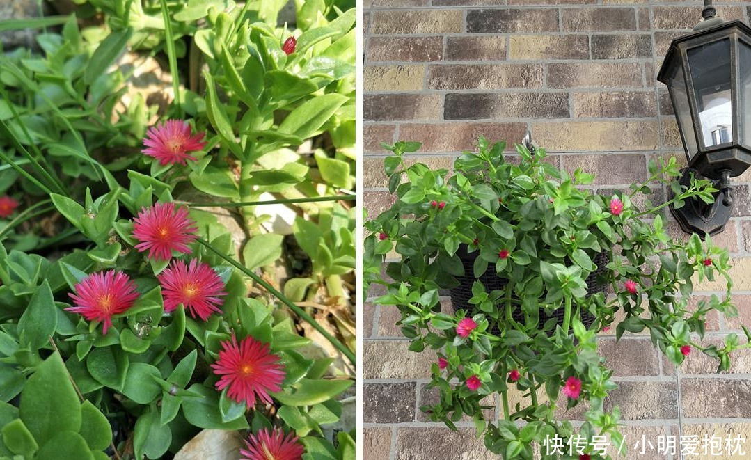 威胁|天热养花，怕度夏难，盆栽切记4点，高温造不成威胁