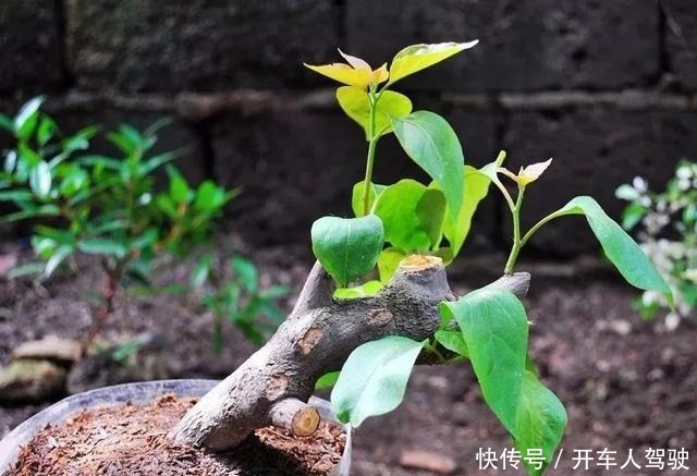 植物扦插繁殖的时候学会这几招，很容易生根发芽，你学会了哪种！