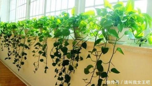 养这4种花，春天一定要“理发”，才会越长越旺，看看你家有吗！