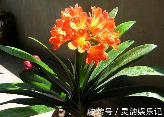 养君子兰，掌握4个小技巧，年年叶绿花艳、长爆盆