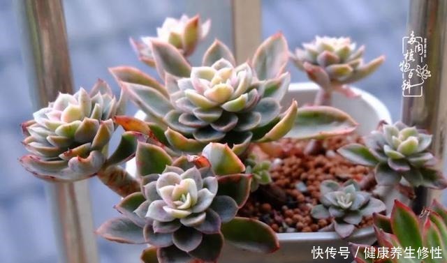 冬季，属于多肉的季节！养多肉的你喜欢冬天吗！