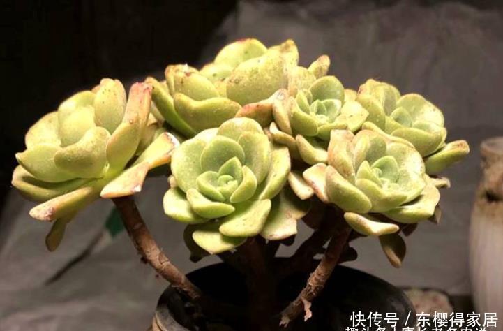 百合丽丽如何过冬?作为法师系多肉它不耐寒,冬季一定要注意防冻