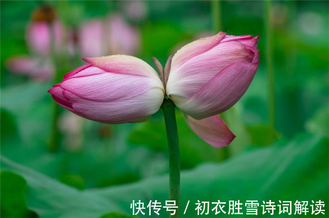 并蒂|并蒂莲花诗词七首赏读:露湿红芳双朵重,并蒂芙蓉本自双