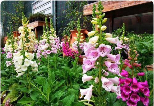 被名字耽误的8种花,好养好看开花惊艳,你最喜欢哪种?