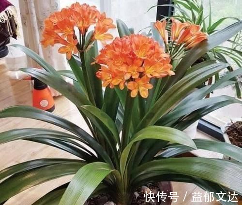 君子兰|君子兰什么时候换盆好？掐准时间，“憋”满花芽