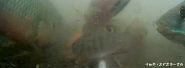 水下|因河里鲫鱼越来越少,温州钓鱼人放下水下相机,拍到惊人画面