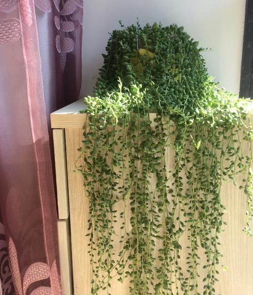 如何让佛珠吊兰越长越美？把握好4个环节，装扮窗台不是梦