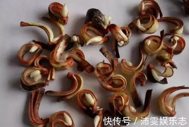 种球|朱顶红“烂了”是好事！切2刀养一个月，变成50株小苗