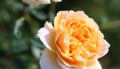  清香|最适合新手养的3种花，种植容易，多季开花，清香幽远，还很便宜