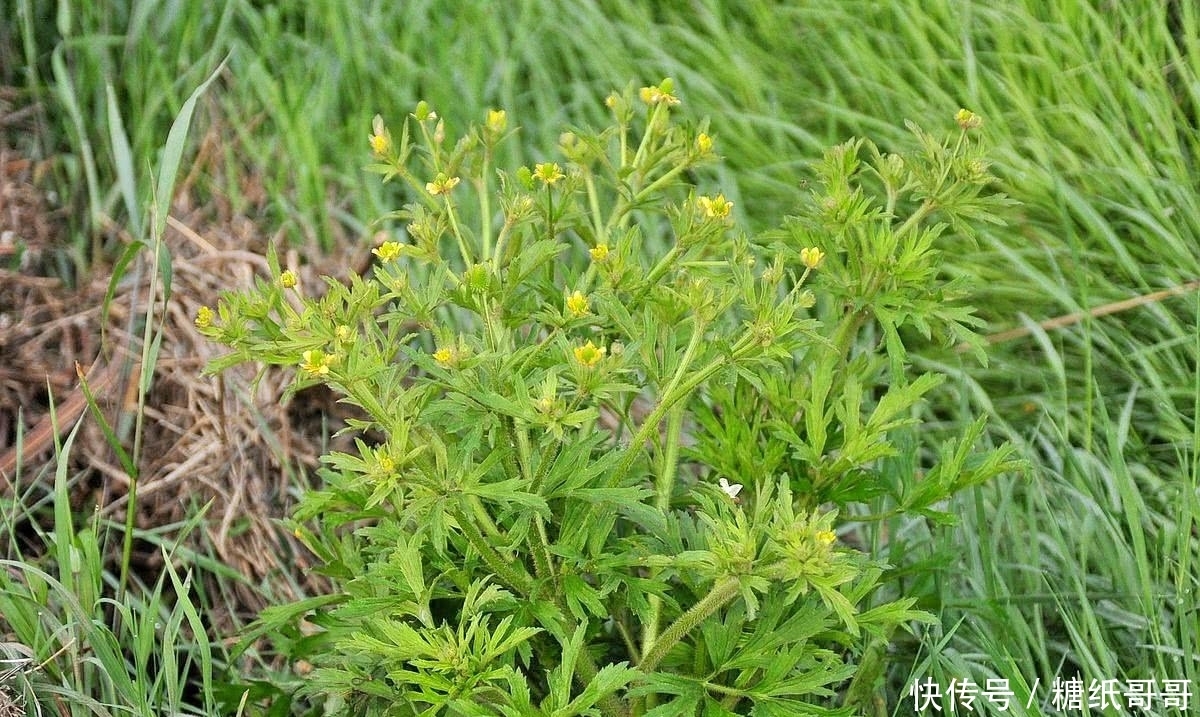 野生地椹子图片