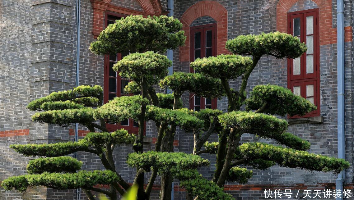 家中若有带院子的房子，建议栽种3种观赏树，小投入，大收获