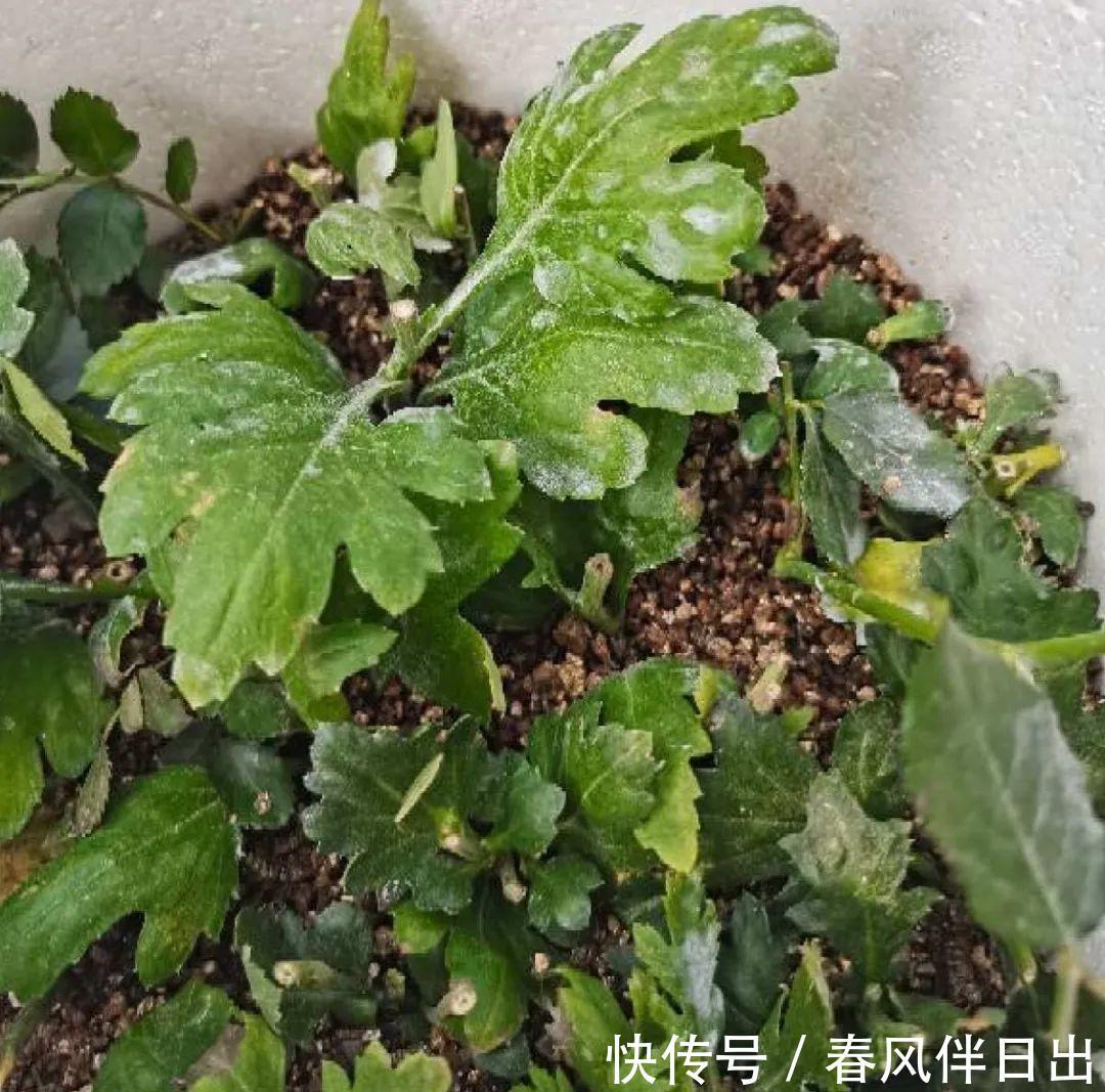 施肥|8种花赶紧剃头,剃得越狠,开花越多