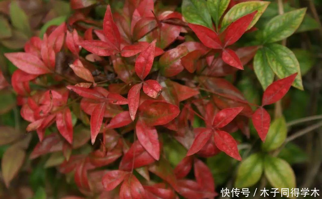 越冷叶子越红,对环境无要求,这样的植物你养过吗?