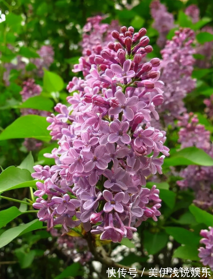 失眠|提醒:这12种“漂亮花”,不适合养在室内,别不当回事