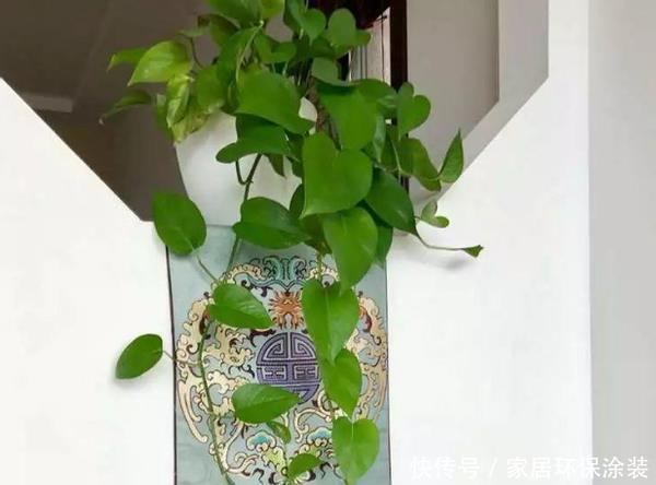 适合新人居家盆栽的花草植物,这几款上榜啦!