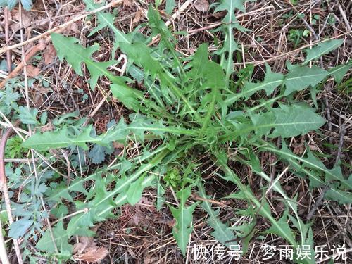 马齿苋|田间常见的“恶性杂草”，很招人烦，殊不知炖汤味更鲜，还大补