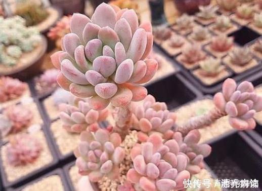 景天科|多肉中的7大美人，个个都千娇百媚，美极了！