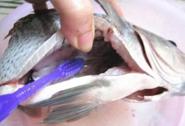 肚子|只要在鱼肚子里看到这东西,立马停筷,小心引发胃穿孔,肚子长虫