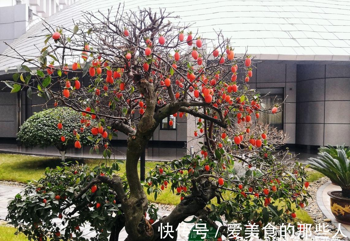 7种“吉祥果”，家里种一棵，喜气洋洋又“富贵”