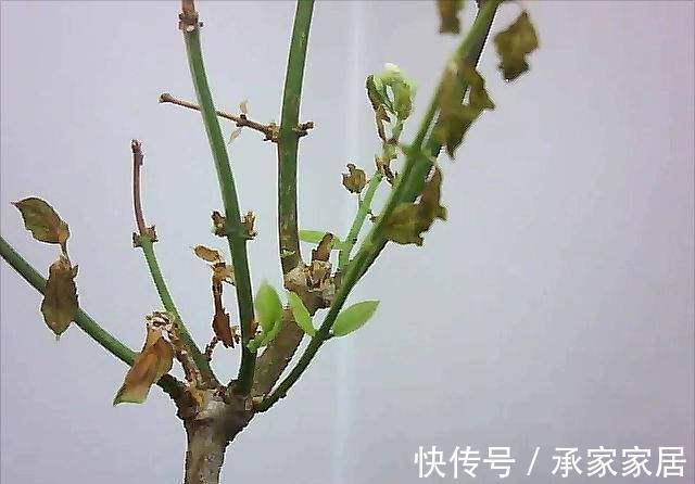 秋天养茉莉?进入“虚弱期”,养壮是关键,明年开花翻一倍