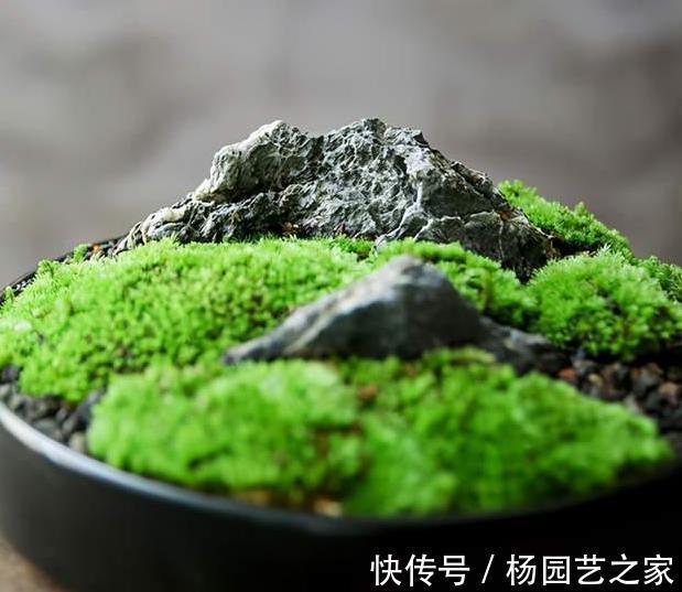 成品|用苔藓做“盆景”,投入不过油钱,成品价格不菲