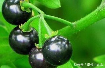 路边黑黑甜甜的小果实,竟有如此效果,真是不敢相信,建议收藏