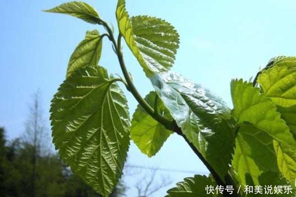 农村不起眼的三种野草泡水喝,清热降火排肝毒,就看你能不能找到