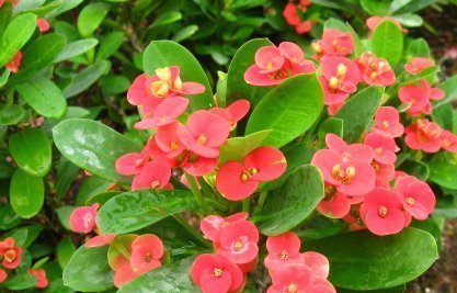 绿萝|喜欢养花,就养这4种花,漂亮好养花期长,用来净化空气最适合