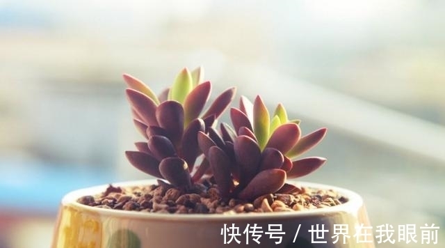 桃花|7月19日-7月27日，灼灼桃花，翩翩喜鹊，真爱降临，余生美好