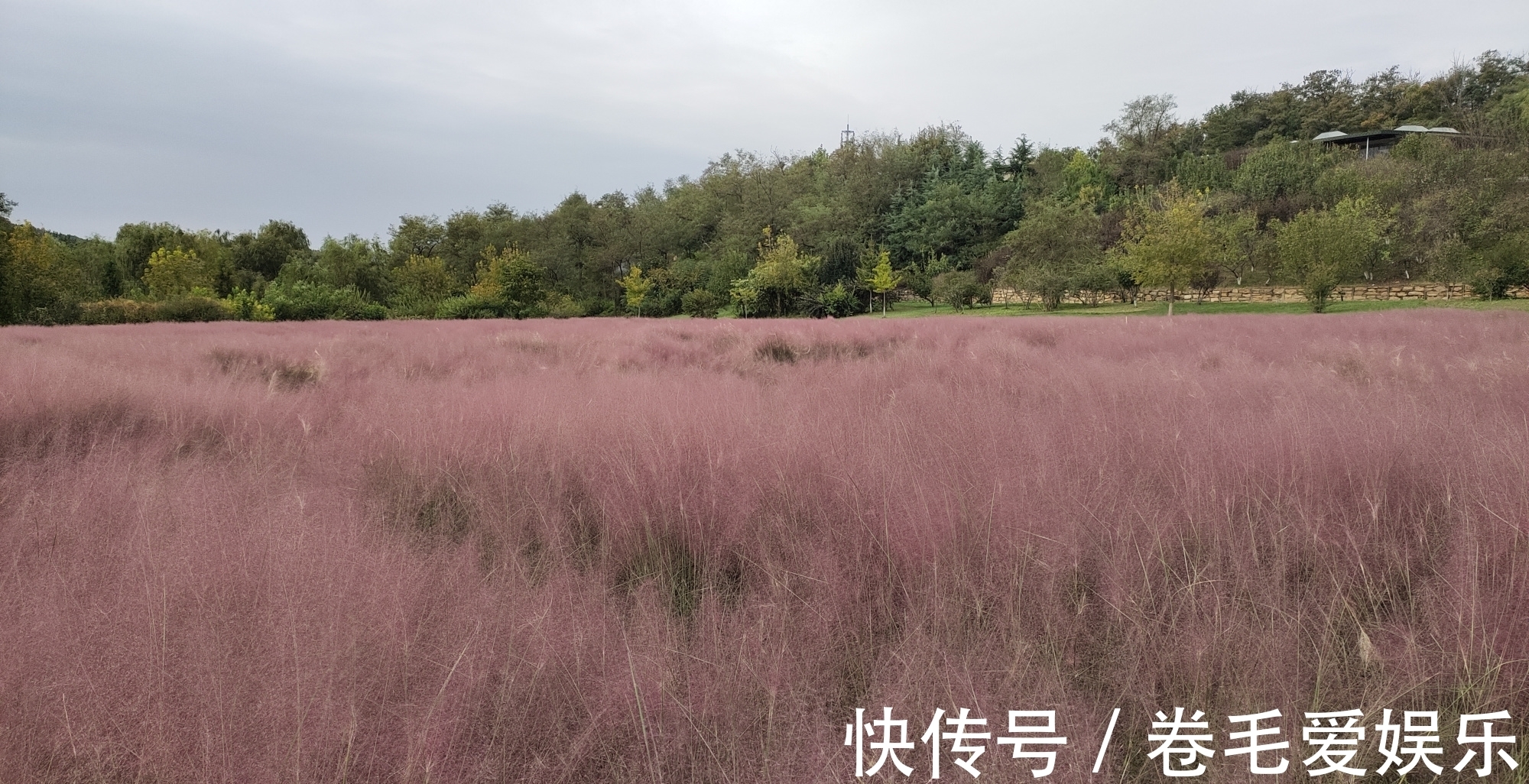 回眸一笑百媚生|粉黛乱子草，粉红云海，浪漫的是观赏她们的人