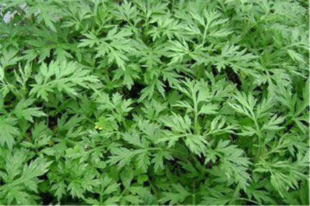 功效|艾草的七大功效和作用