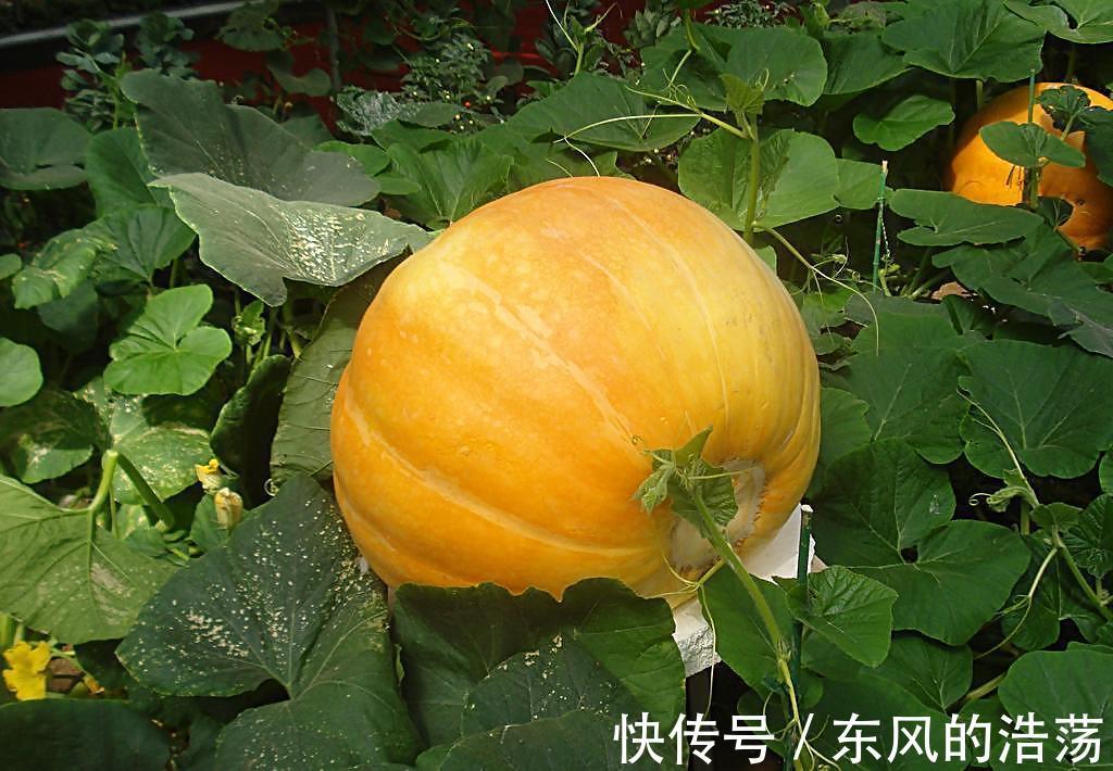 南瓜饼新做法,不用水不用油,金黄松软,孩子特别喜欢吃!