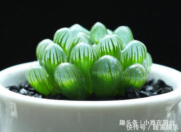 秋季养多肉可以淋雨吗有优点有缺点,做对“一点”,长成小胖子