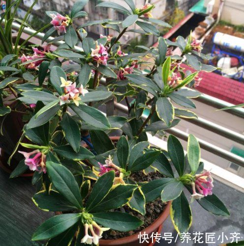 金边瑞香叶子打蔫?记住这“六怕”,叶片硬朗油亮,开花满屋香