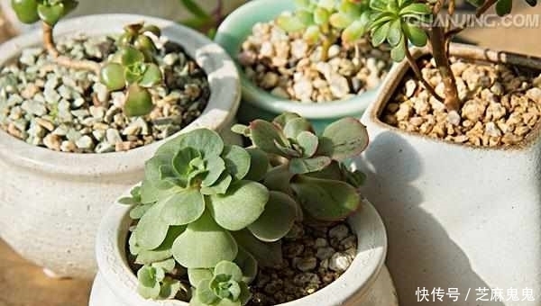 多肉植物怎么露养 适合露养吗 我来告诉你 粉紫色