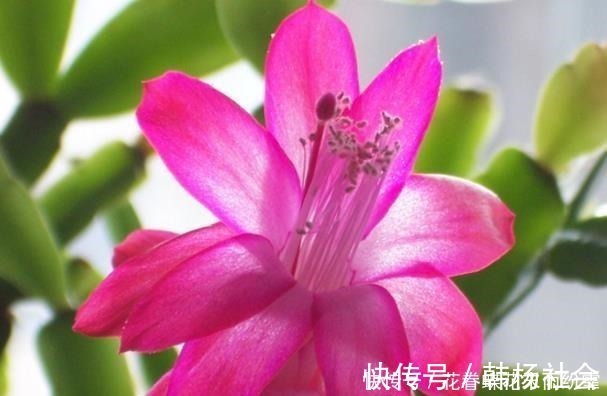 蟹爪兰|爷爷养蟹爪兰,20天长成“胖墩”,学会3个秘诀,比施肥奏效!