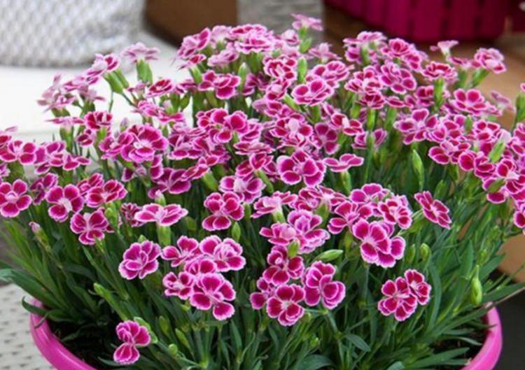 养花|养花就养4种花，家里养一盆，开花漂亮花期长，不易生病好养护