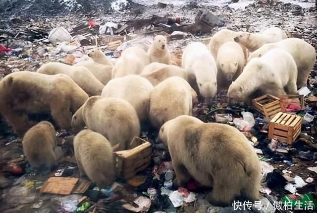 南北两极 卫星下的地球无人区，出现了大自然没有的物质，地球已无“净土”