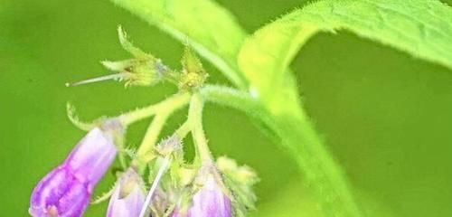 芹菜炒豆芽|對人體好的食物，男女堅持吃，排出毒素，燃燒脂肪，越吃越瘦