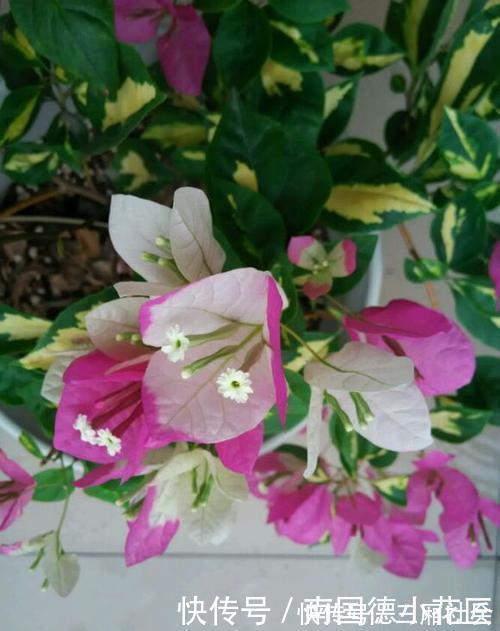 红樱|喜欢养三角梅，不要错过此6个品种，开花真的太勤了