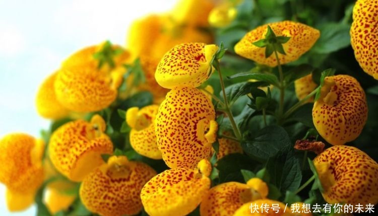 喜欢菊花,不如养盆荷包花,花开似荷包,寓意富贵吉祥,艳丽多姿