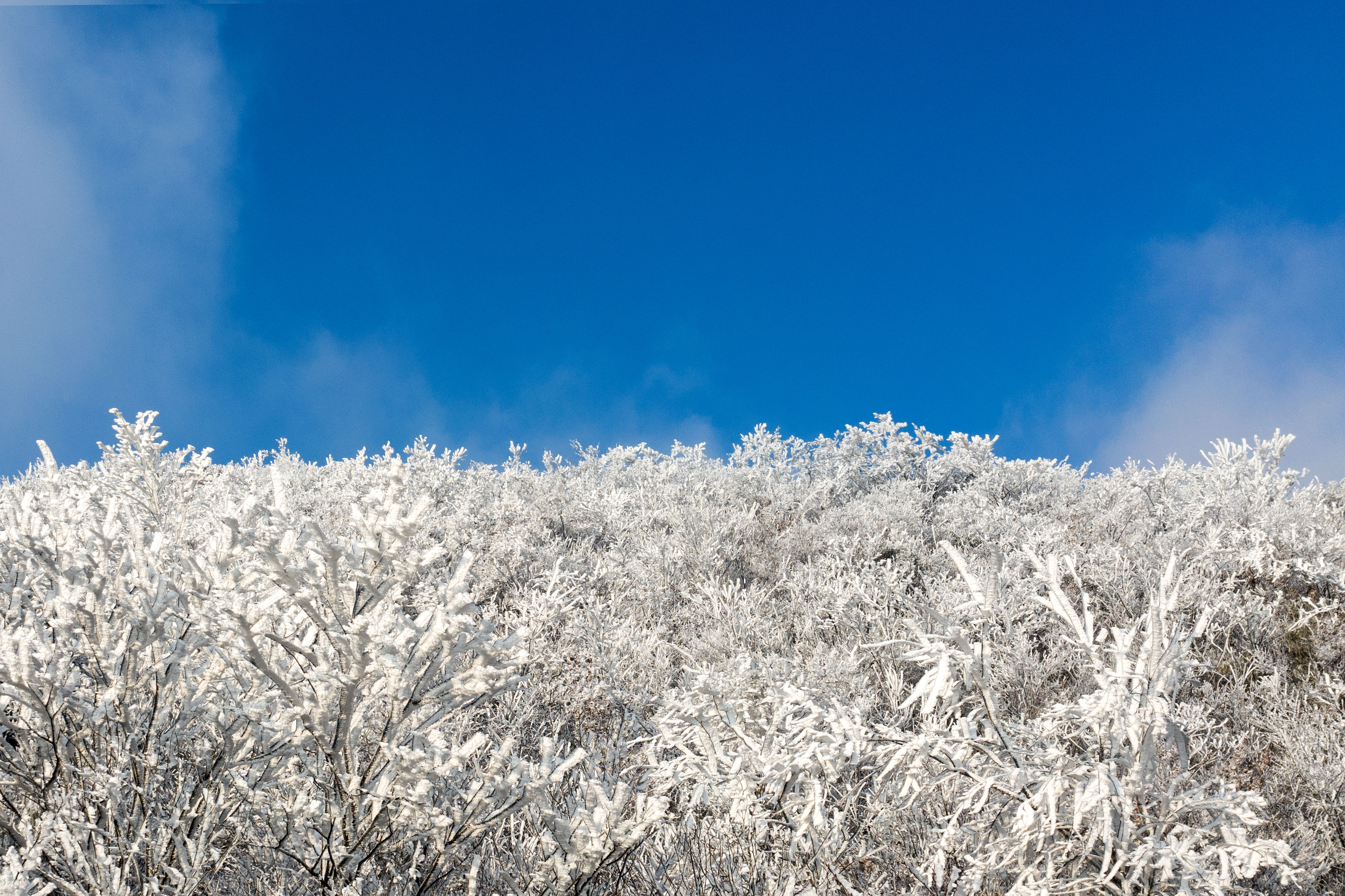 雾凇|冰花弥漫 上下一白 永康大寒山雪后雾凇惊艳