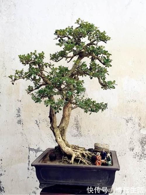 几年前别人送的盆景,让父母养成大树了,现在想把它养回盆景,可以吗?该怎么做呢?