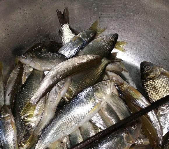 钓友|这是娃娃鱼吗山涧钓鱼,水底全是“四脚兽”,一小时钓了十几条!