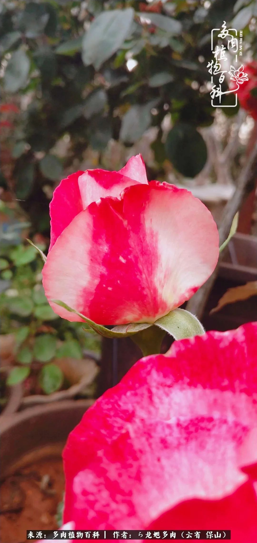 叶片|美了，美了！当秋天的风吹向你我的多肉！