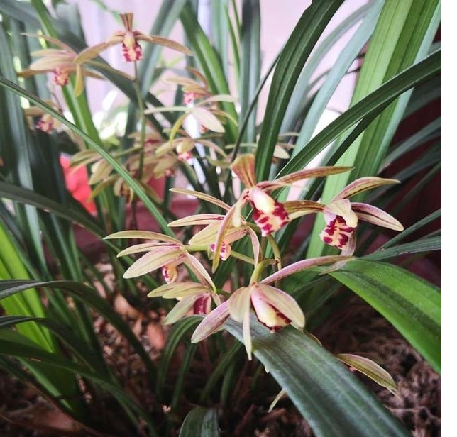 以下“2种”药，对于养兰花的人来说，是不可多得的好“肥”