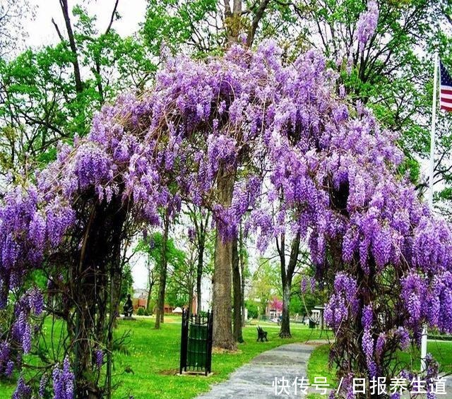 若有院子，养些紫色的花吧，高级又浪漫！